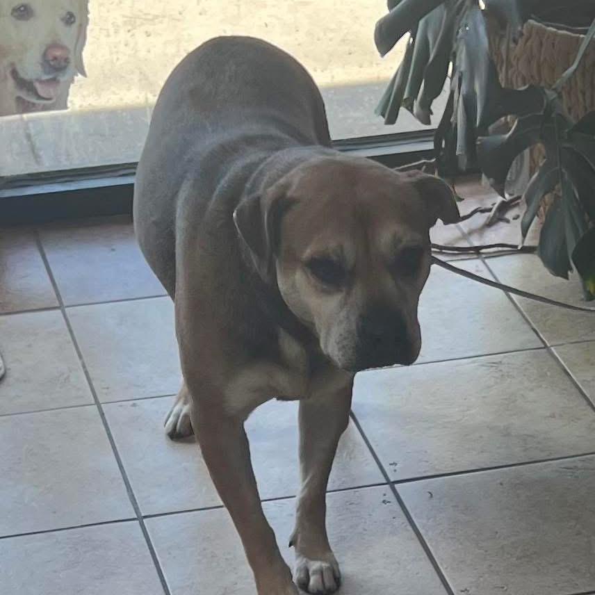 Enlarge Dixie, a Adoptable mixed breed in Columbus, GA image 2/2