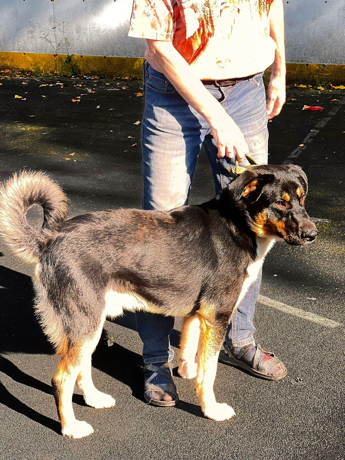 Enlarge Roy, a Adopted mixed breed in Hawley, PA image 4/6