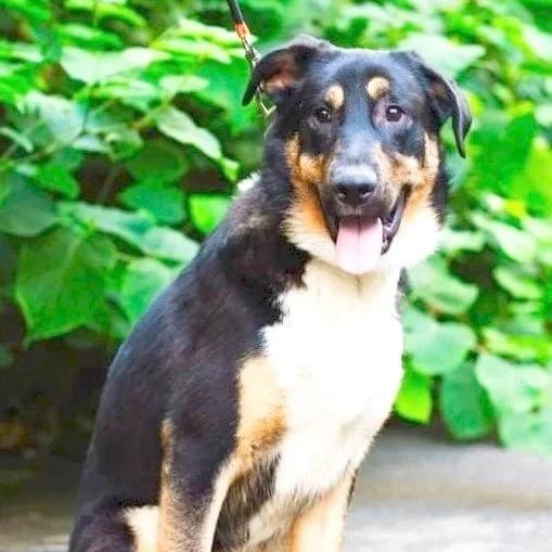 Roy, Adopted, Young Male Australian Shepherd & German Shepherd Dog.