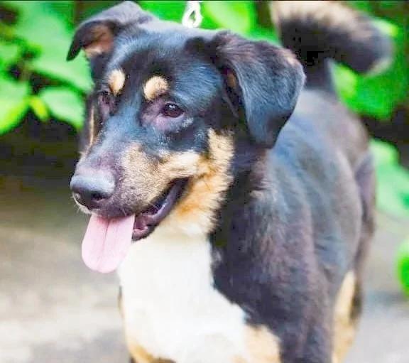 Enlarge Roy, a Adopted mixed breed in Hawley, PA image 2/6