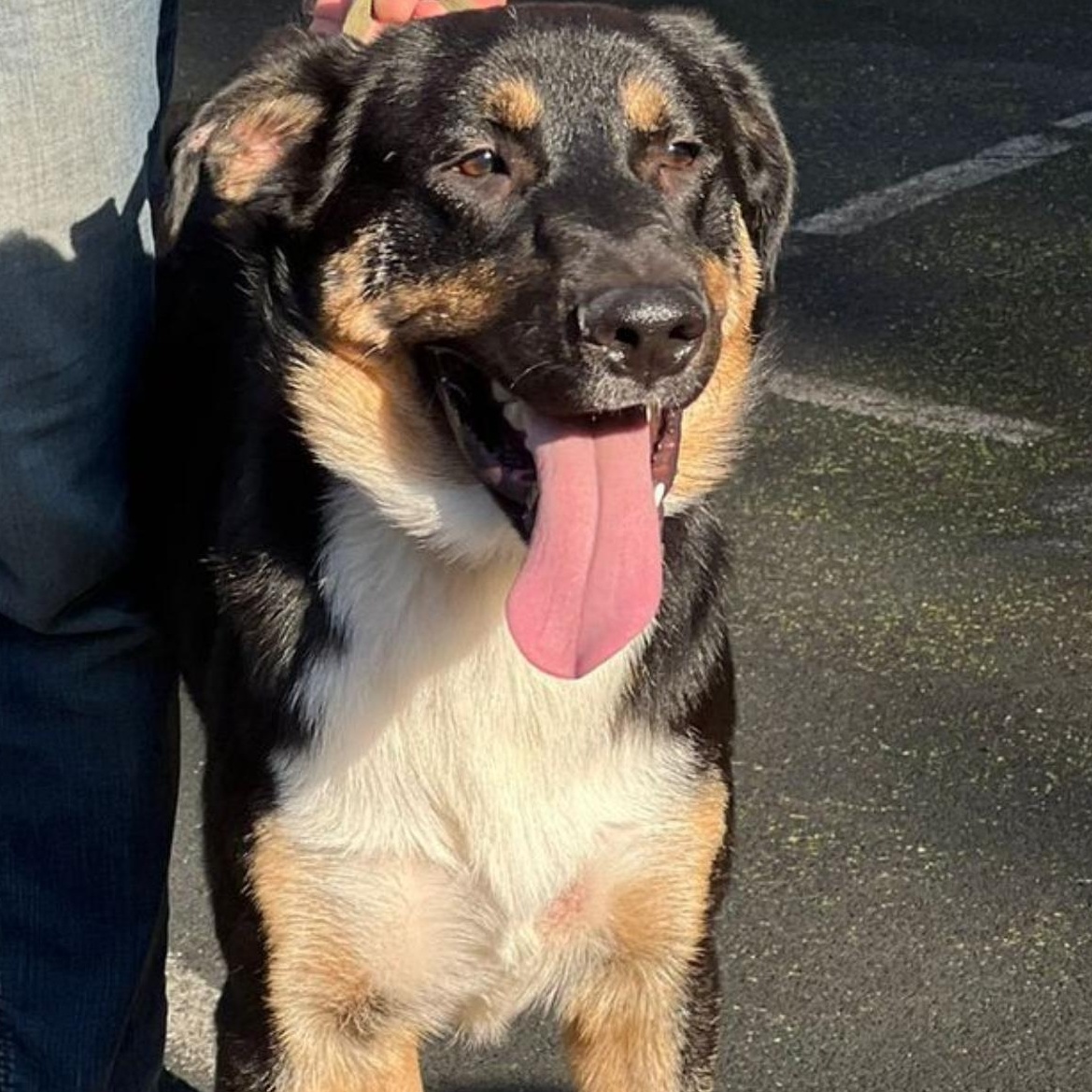 Enlarge Roy, a Adopted mixed breed in Hawley, PA image 3/6