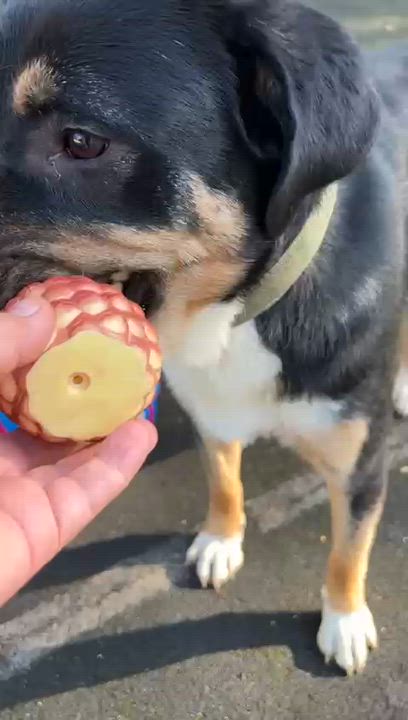 Enlarge Roy, a Adopted mixed breed in Hawley, PA video 6/6