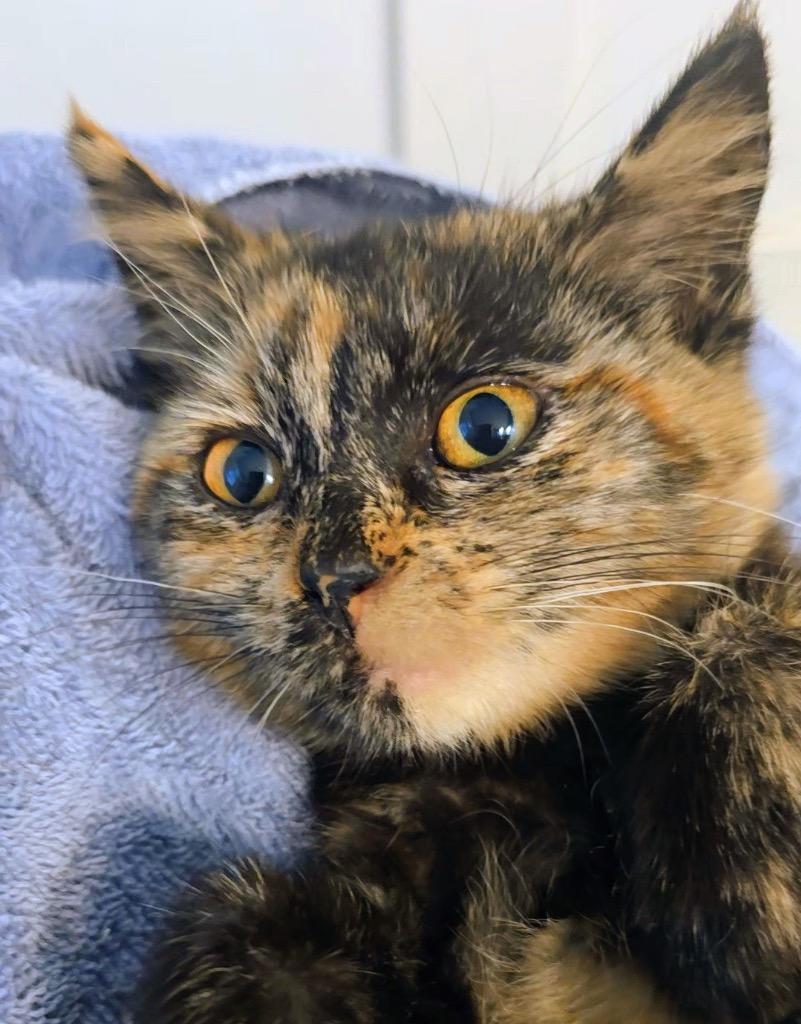 Enlarge Raven, a Adoptable mixed breed in Newaygo, MI image 1/2