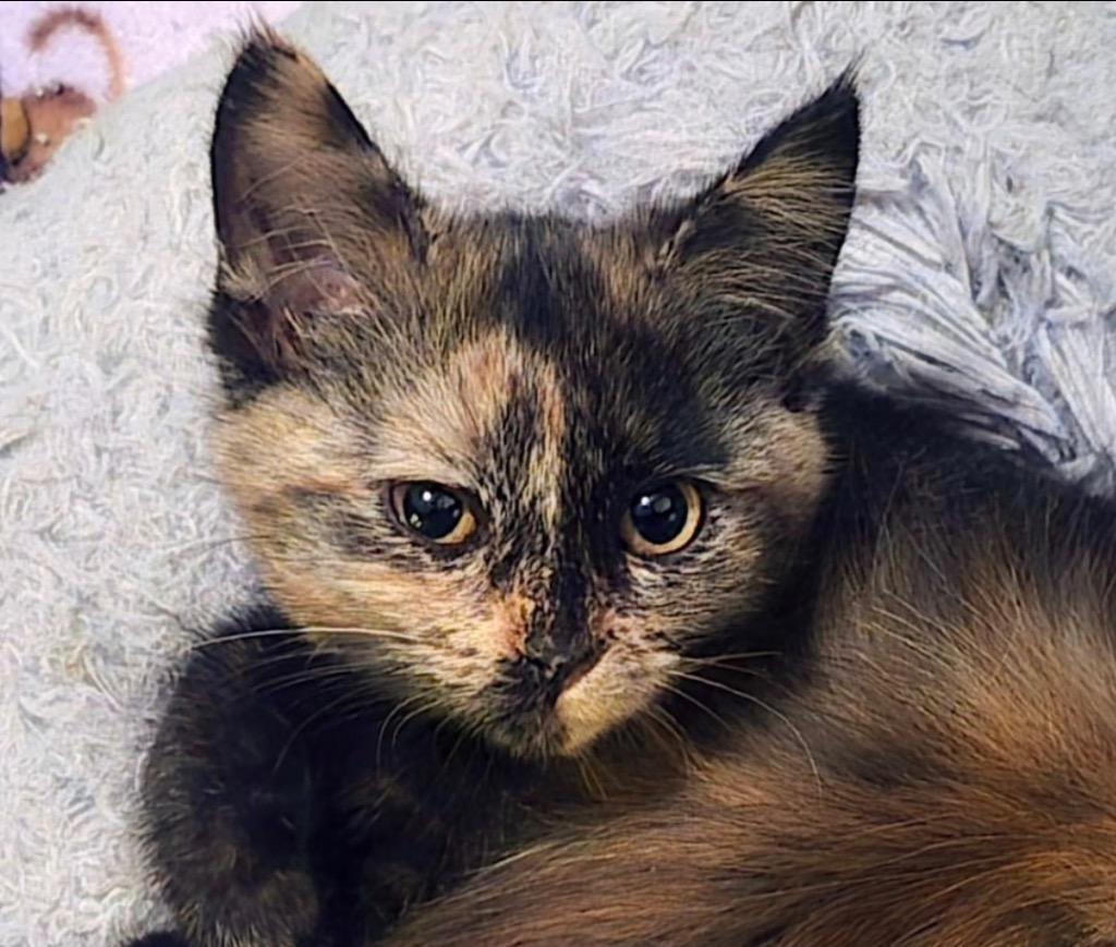Enlarge Raven, a Adoptable mixed breed in Newaygo, MI image 2/2