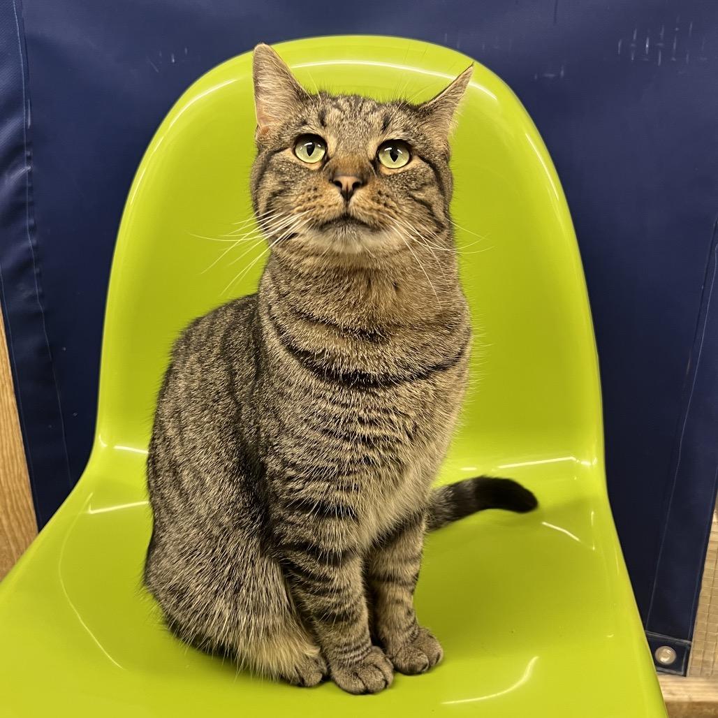 Jack, Adoptable, Adult Male Domestic Short Hair.