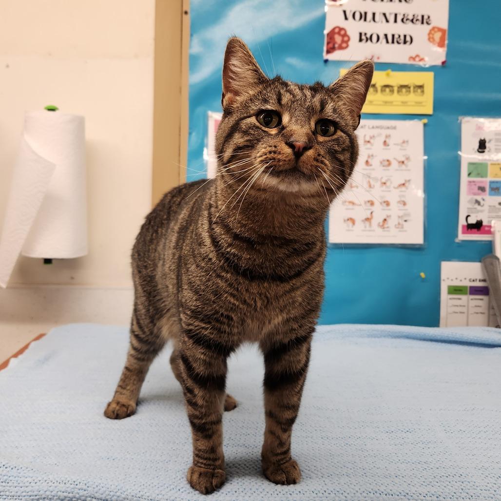 Enlarge Jack, a Adoptable Domestic Short Hair in Delaware, OH image 3/5