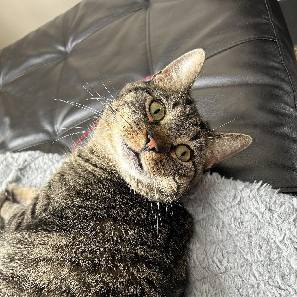 Enlarge Jack, a Adoptable Domestic Short Hair in Delaware, OH image 4/5