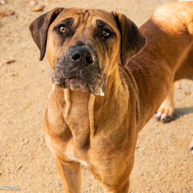 LOVE, Adoptable, Young Female Hound & Mixed Breed.