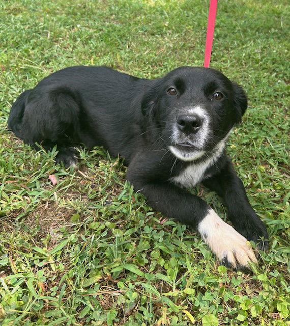 251285 Estella, Adopted, Young Female Border Collie & Labrador Retriever.