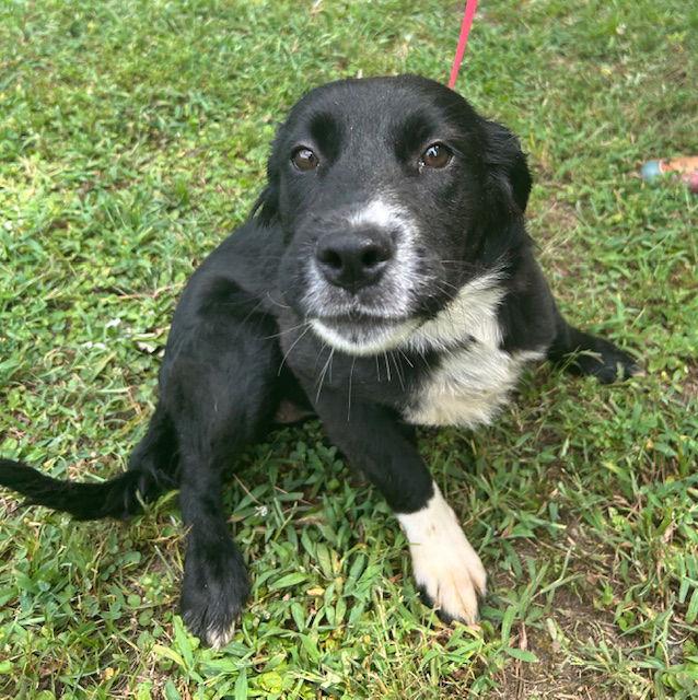 Enlarge 251285 Estella, a Adopted mixed breed in Wetumpka, AL image 2/2