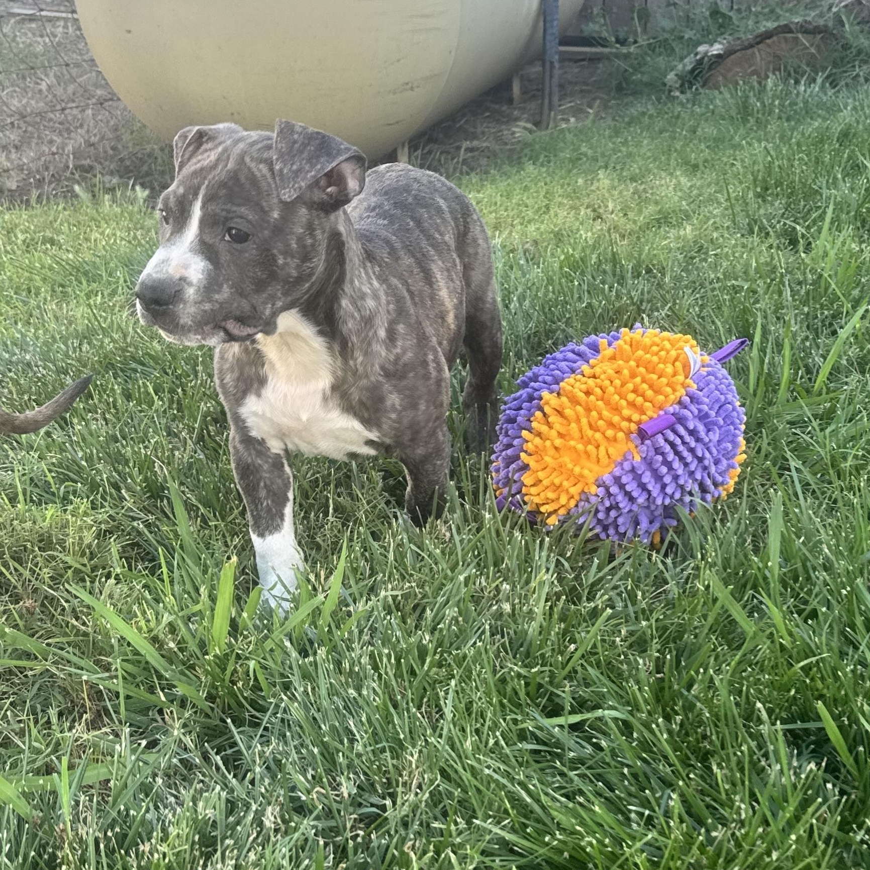 Meatball, a ADOPTABLE mixed breed in Lincoln, CA image 3/3