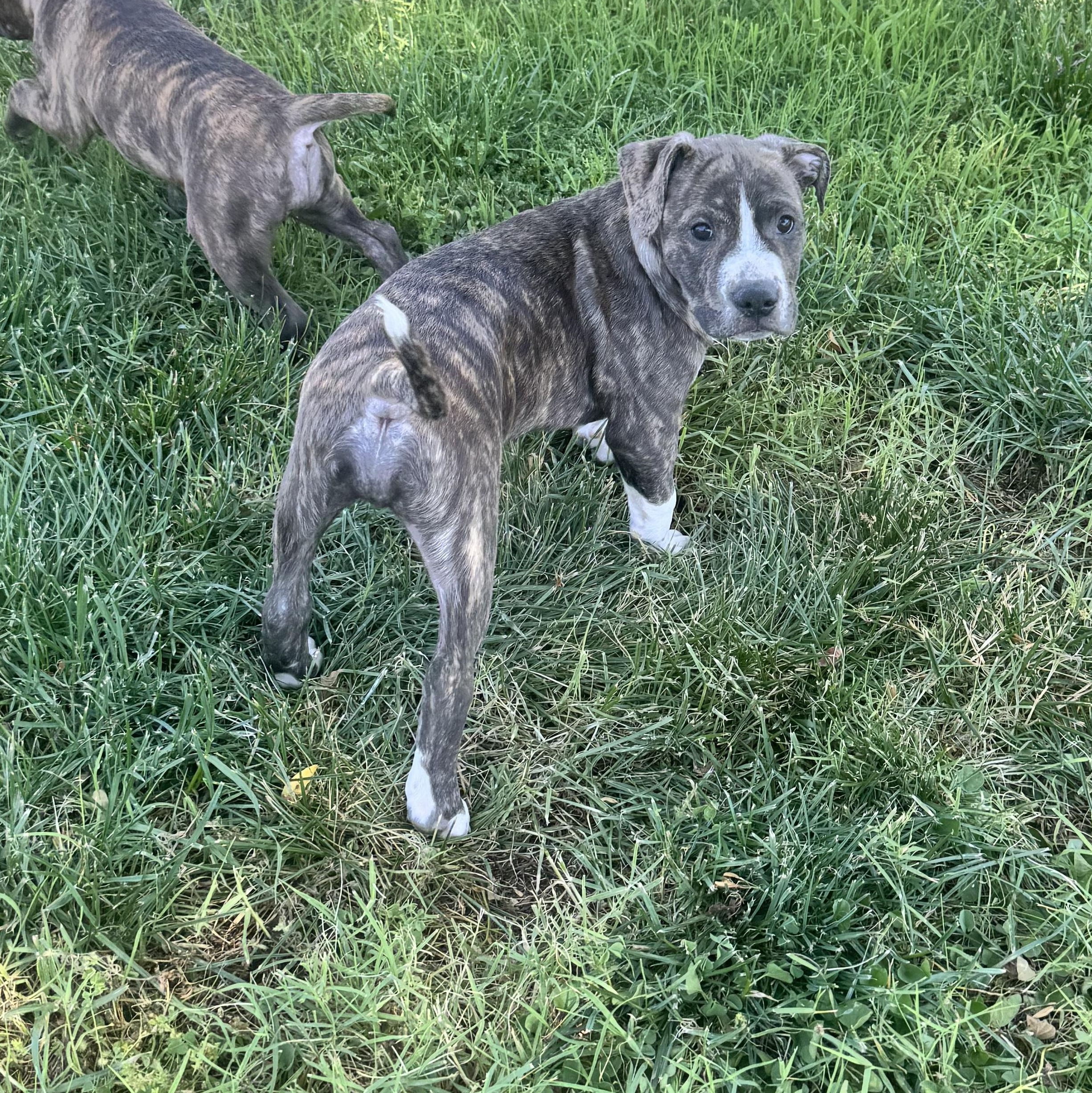 Meatball, a ADOPTABLE mixed breed in Lincoln, CA image 2/3