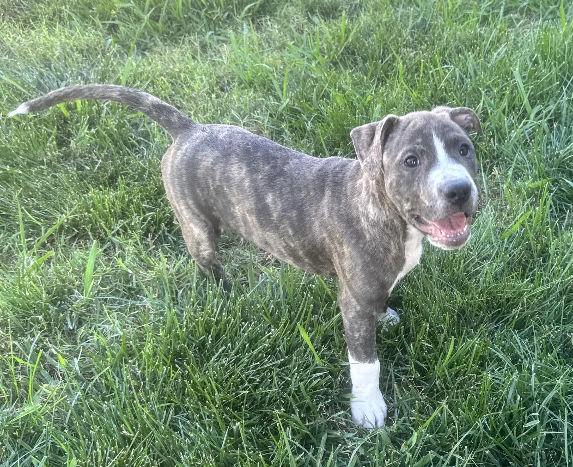 Meatball, a ADOPTABLE mixed breed in Lincoln, CA image 1/3