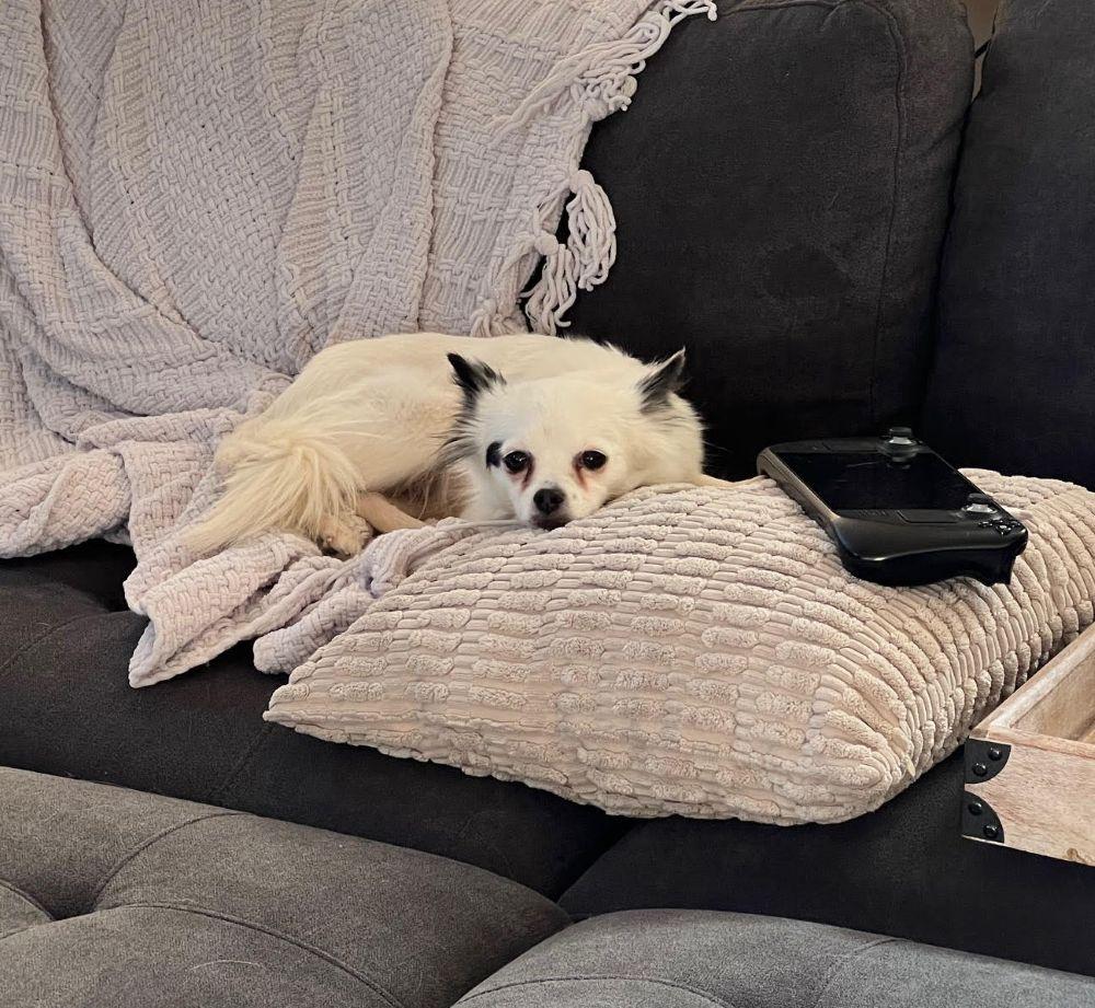 Enlarge Padme, an adopted mixed breed in Barrington, IL image 2/5