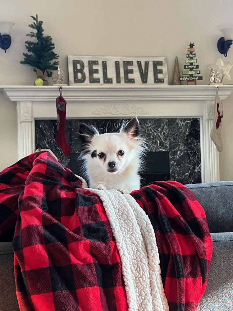 Padme, adopted, Adult Female Chihuahua & Pomeranian.