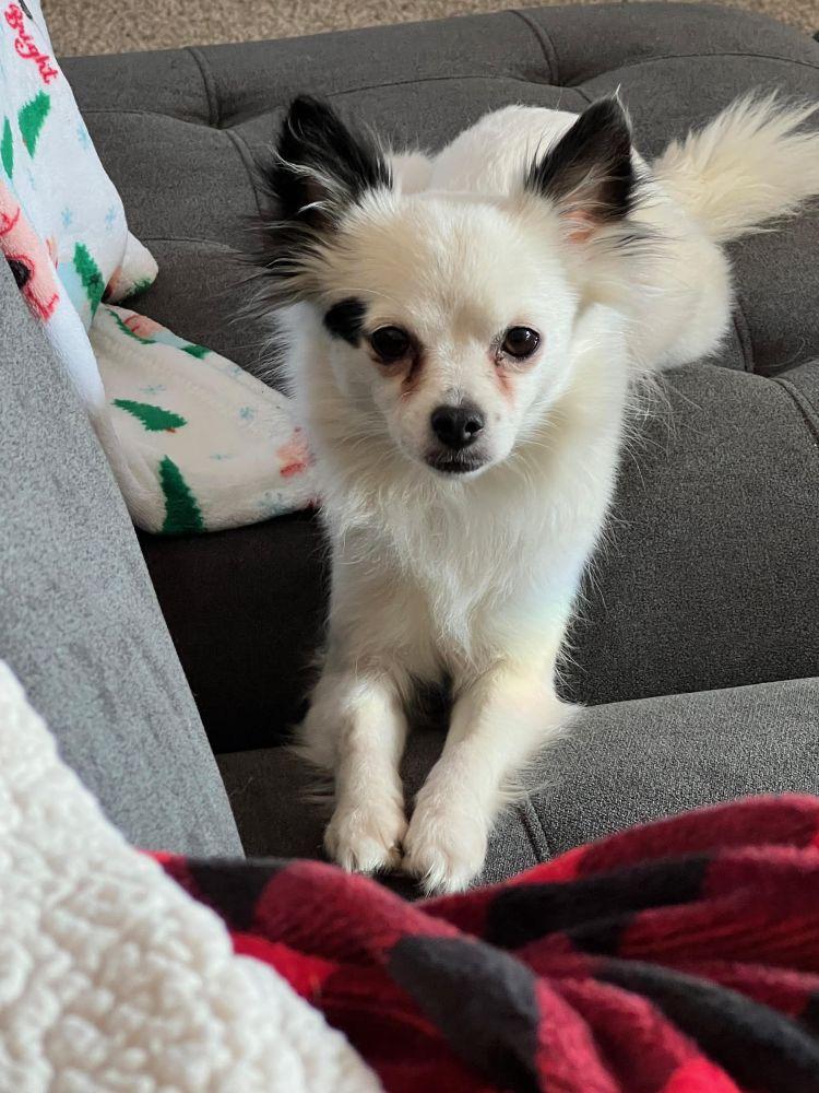 Enlarge Padme, an adopted mixed breed in Barrington, IL image 4/5