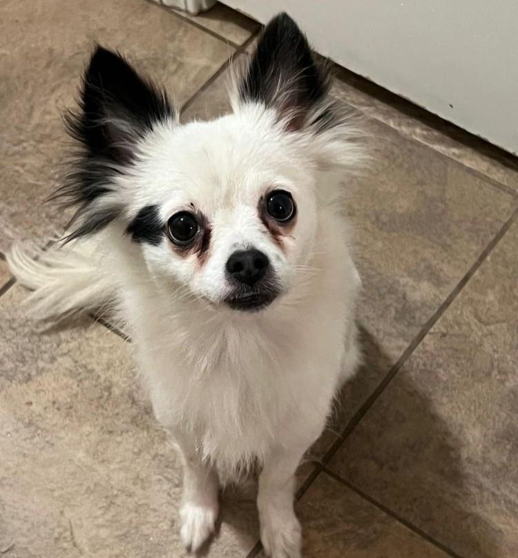 Enlarge Padme, an adopted mixed breed in Barrington, IL image 5/5