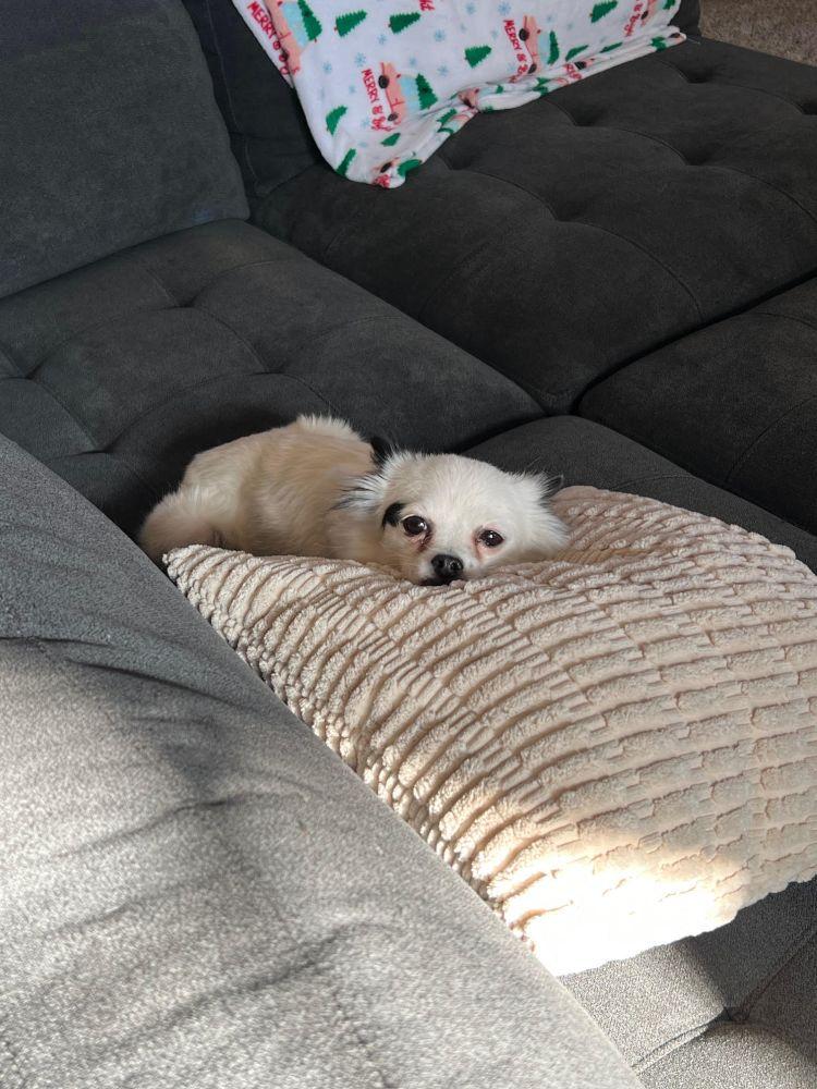 Enlarge Padme, an adopted mixed breed in Barrington, IL image 3/5