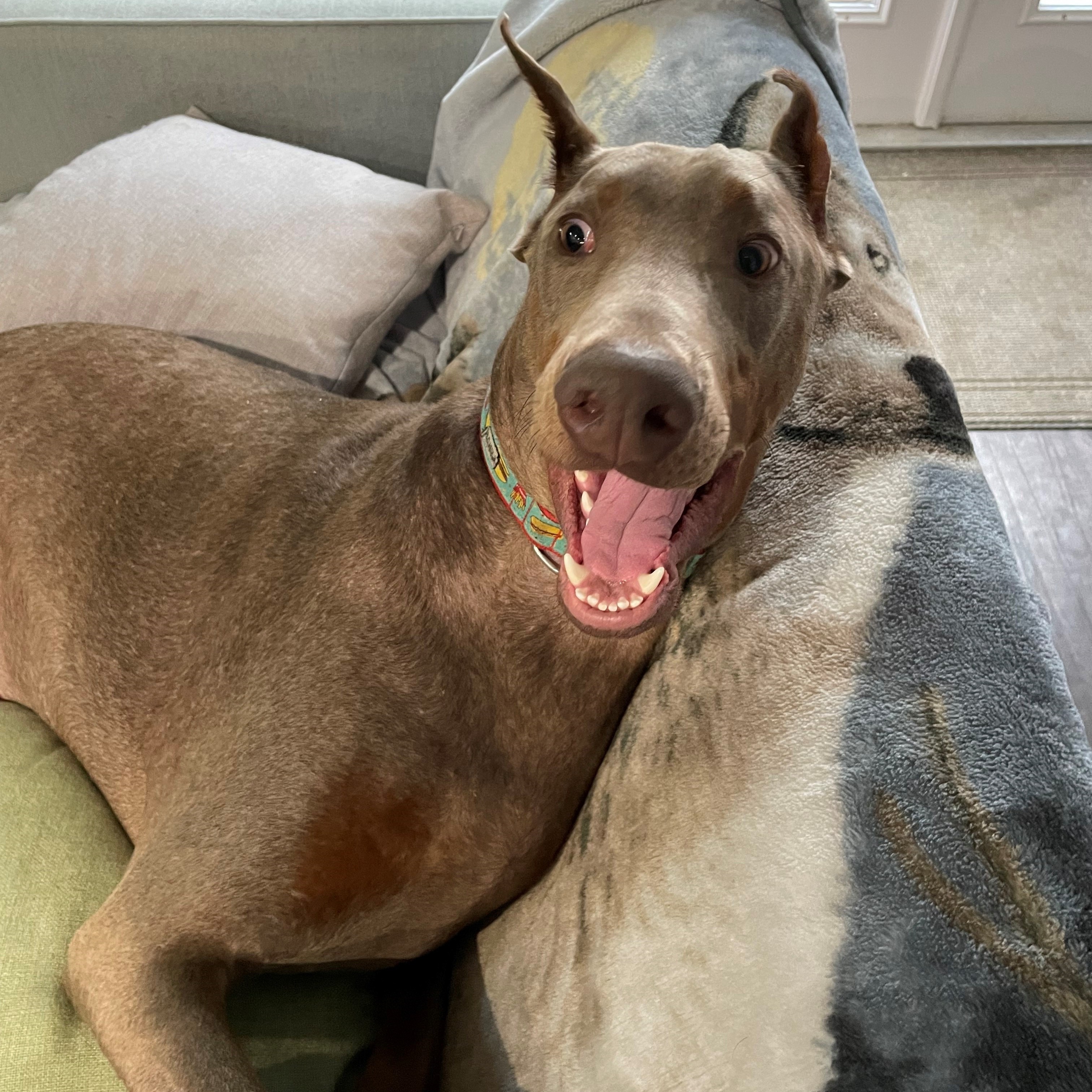 Due to a change in home  family dynamics Winston is an owner-surrender which leaves him and has