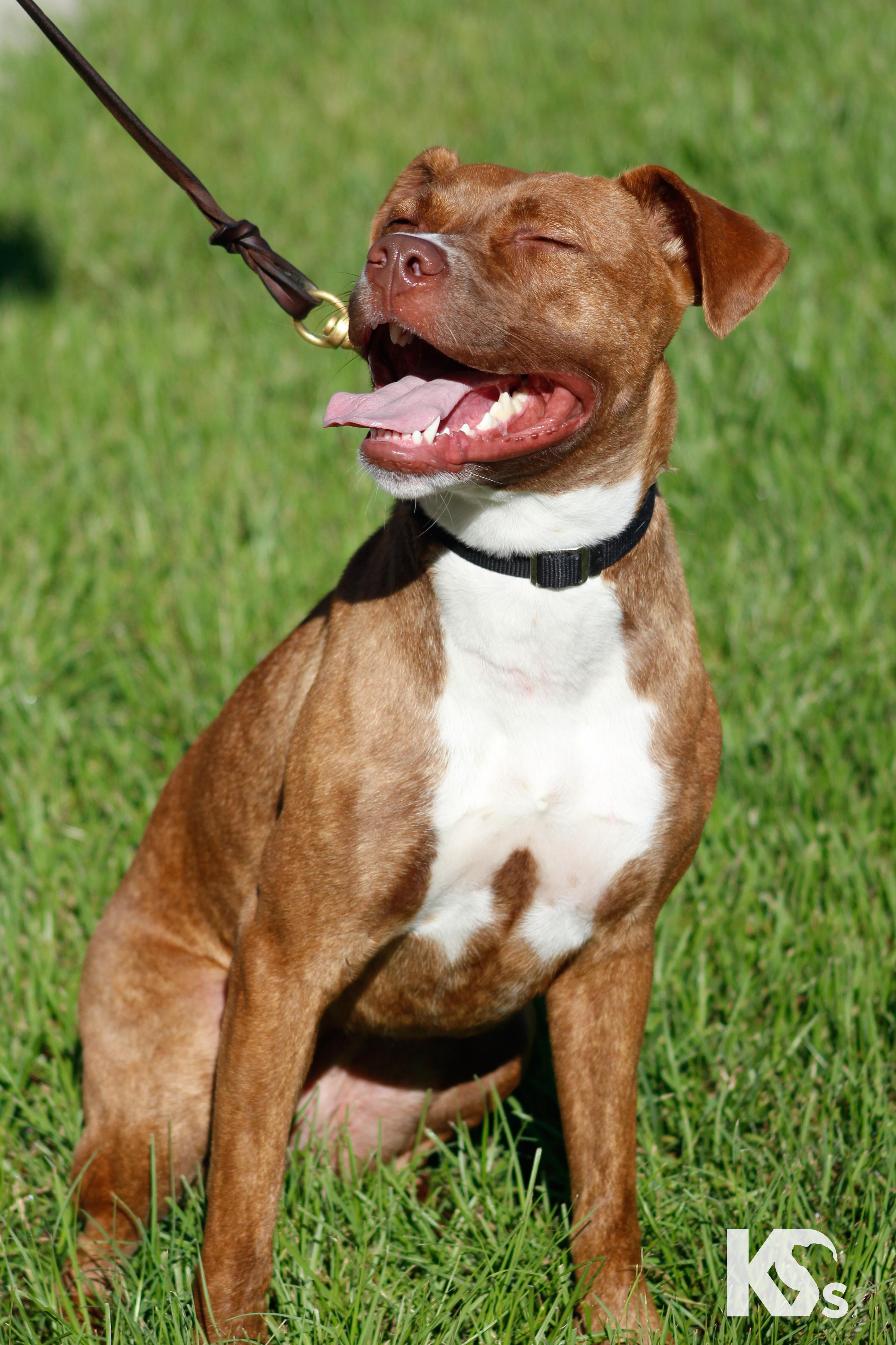 Enlarge Addy, a Adoptable mixed breed in Ponte Vedra, FL image 2/4