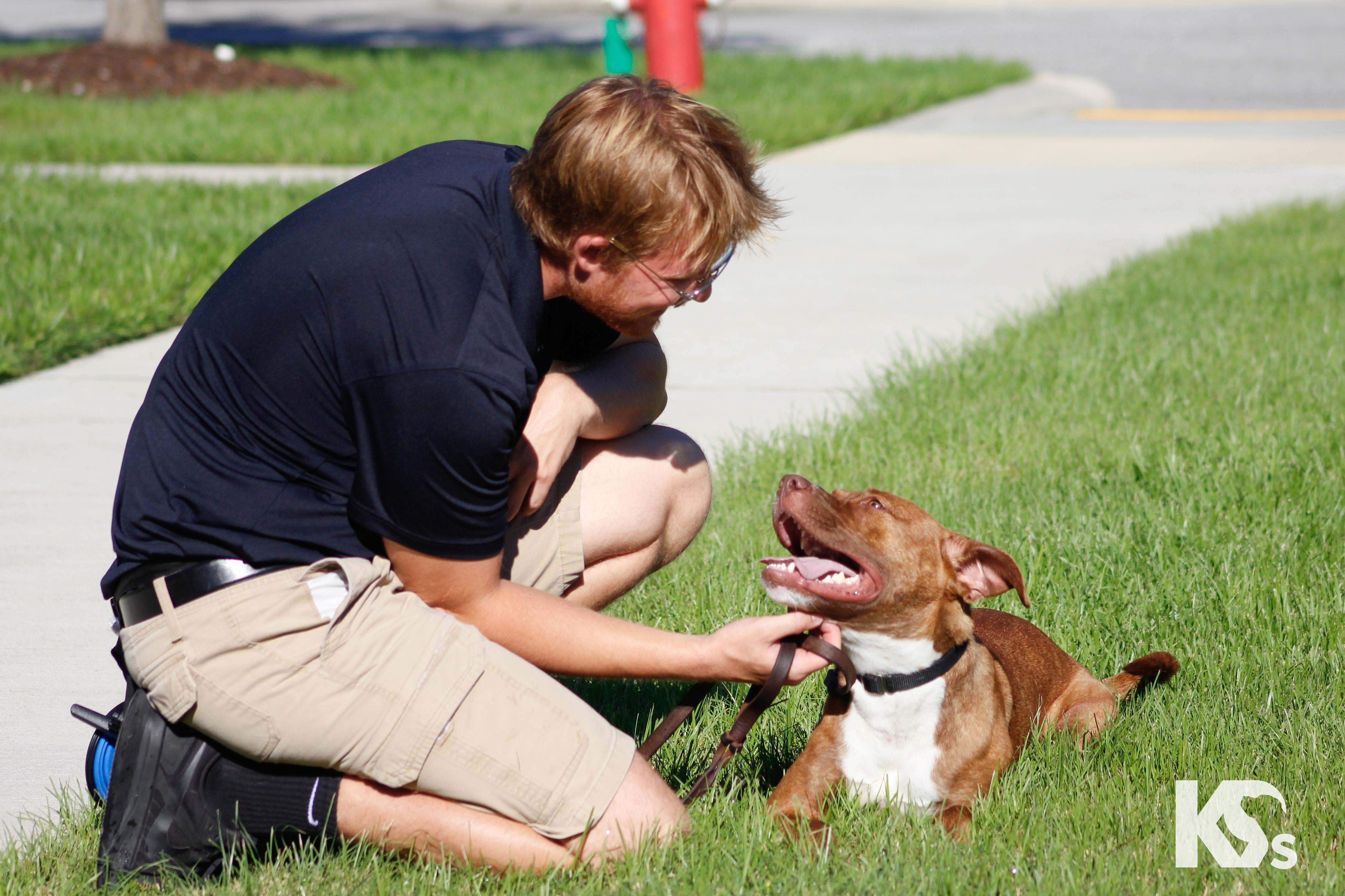 Enlarge Addy, a Adoptable mixed breed in Ponte Vedra, FL image 3/4