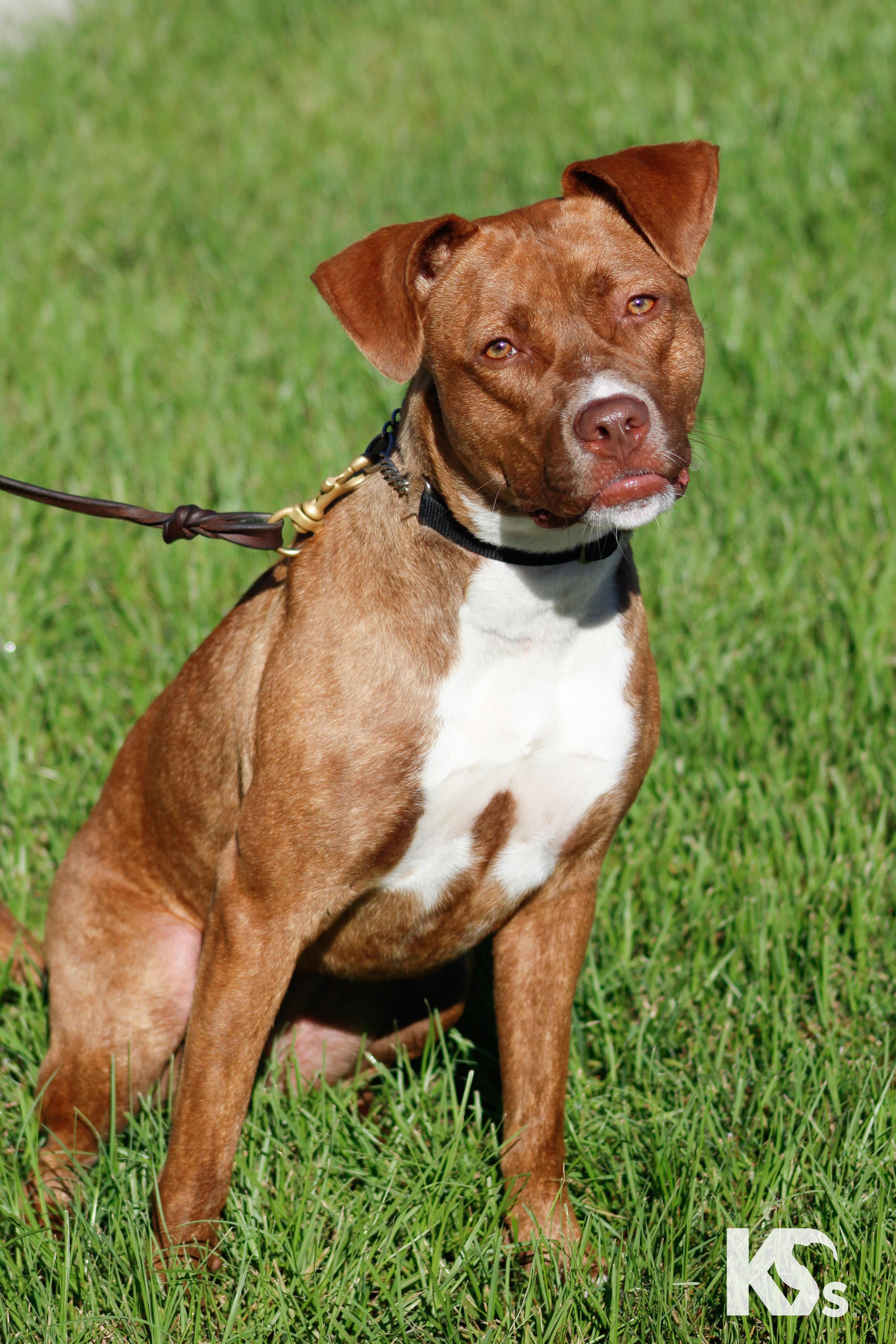 Enlarge Addy, a Adoptable mixed breed in Ponte Vedra, FL image 4/4