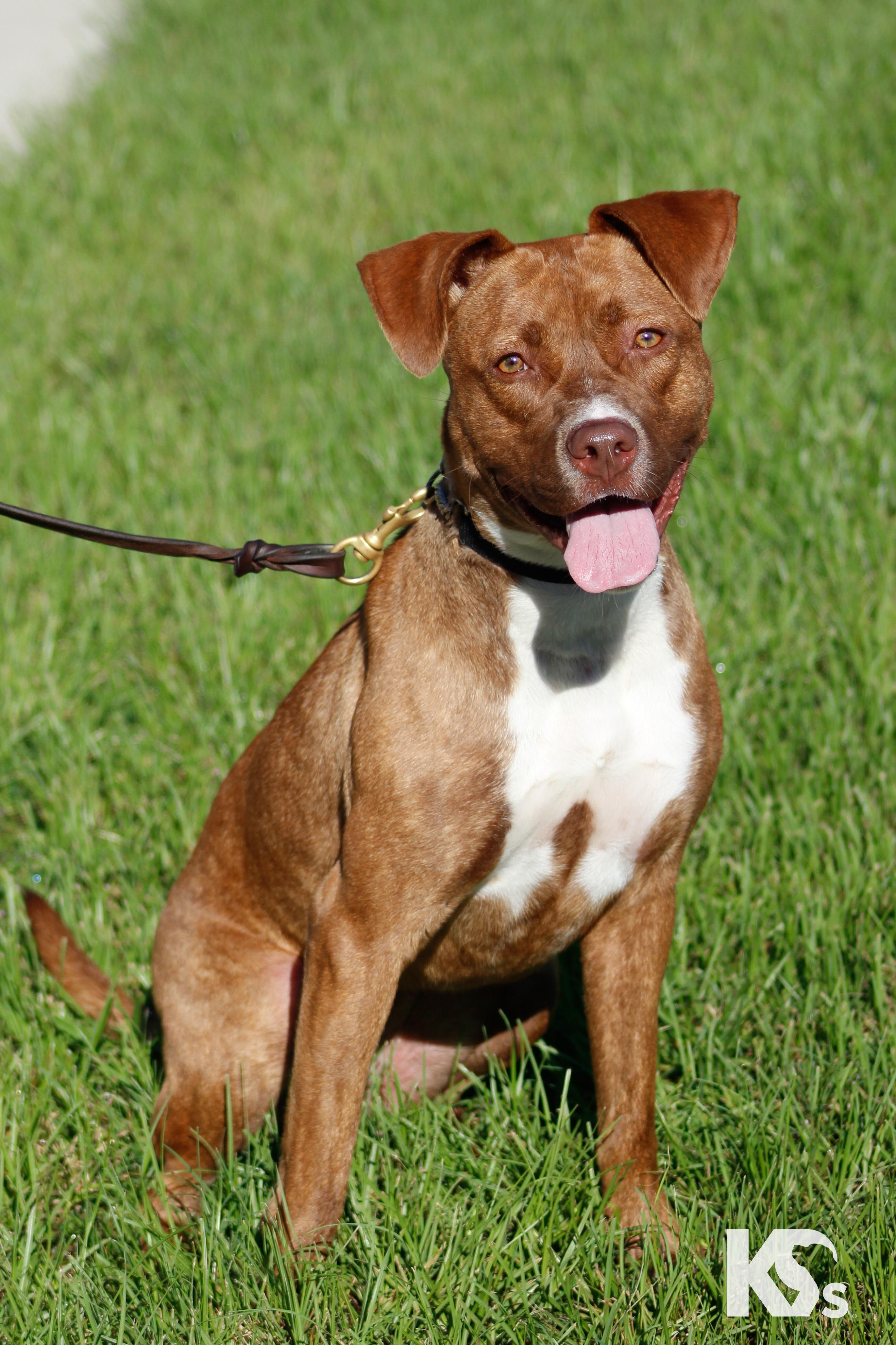 Enlarge Addy, a Adoptable mixed breed in Ponte Vedra, FL image 1/4