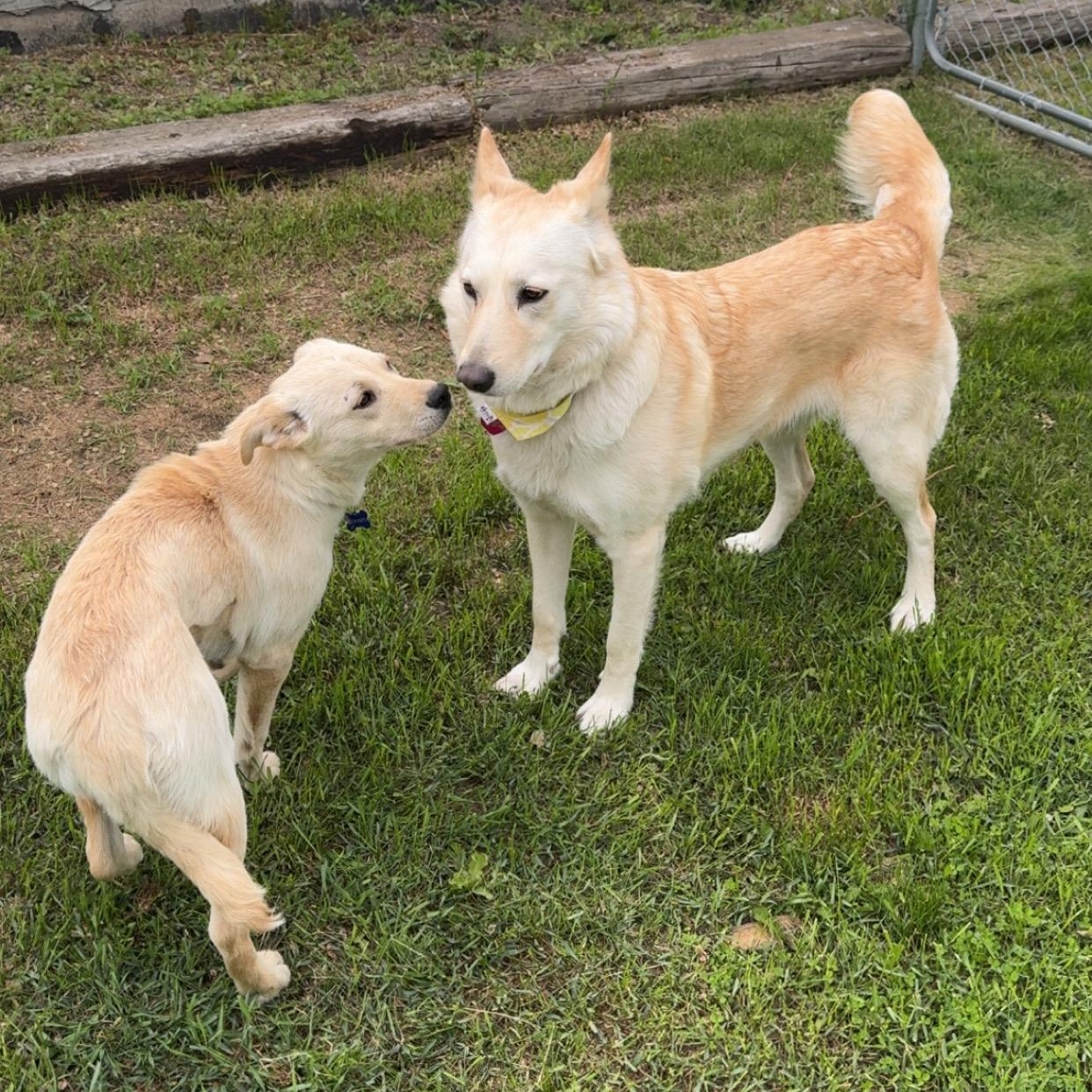 Enlarge Lacey, a ADOPTABLE mixed breed in Saskatoon, SK image 5/6