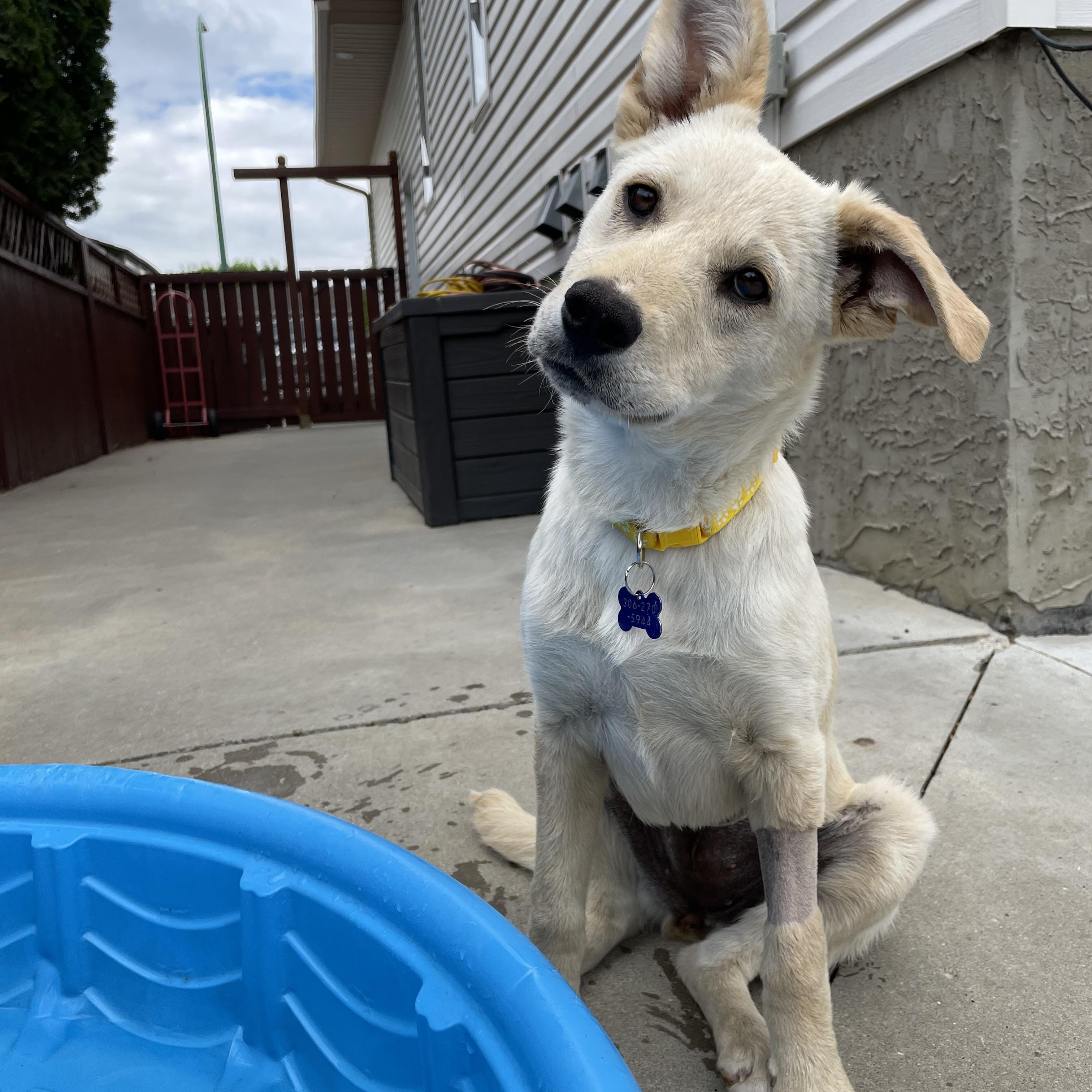 Enlarge Lacey, a ADOPTABLE mixed breed in Saskatoon, SK image 3/6