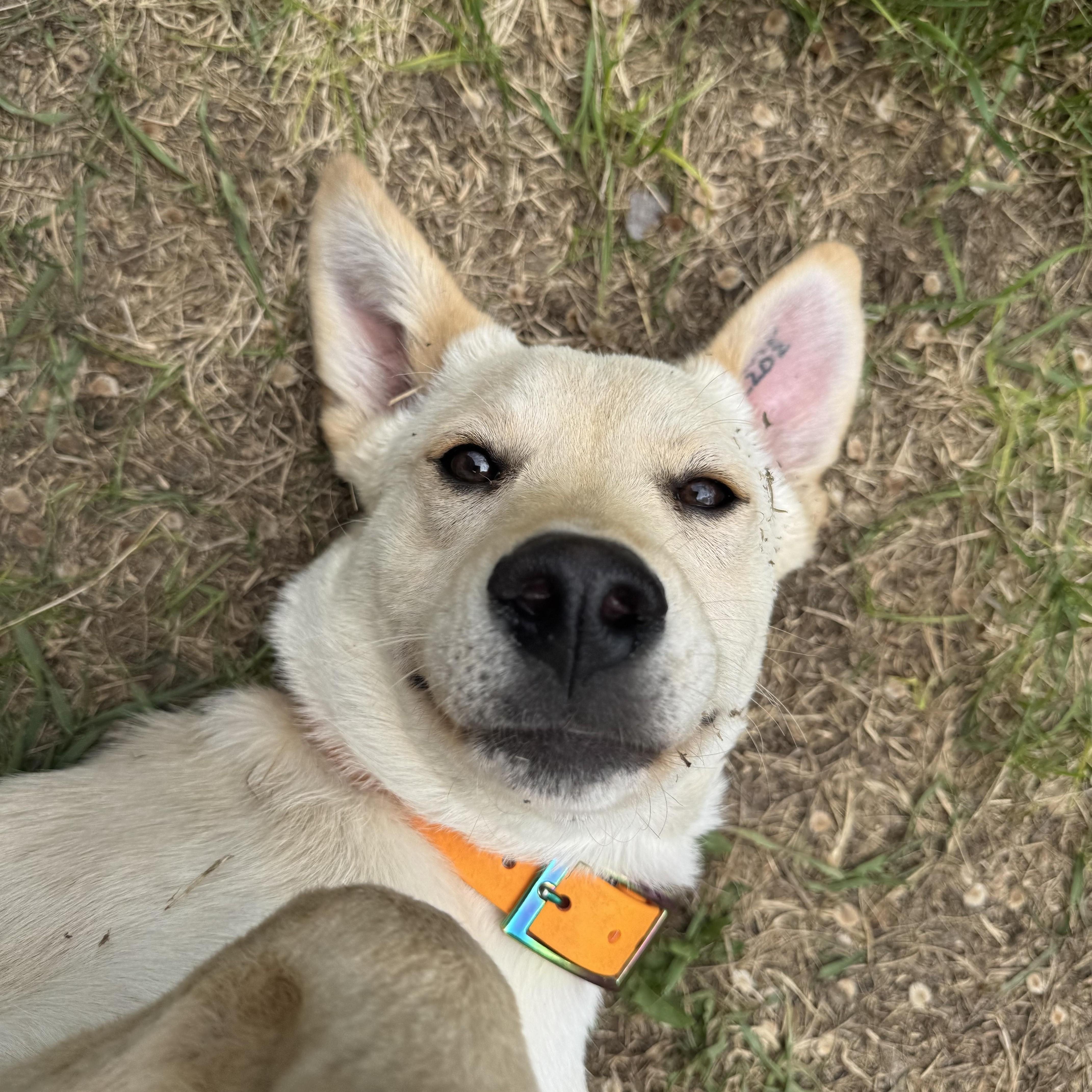 Lacey, an adopted mixed breed in Saskatoon, SK image 1/6