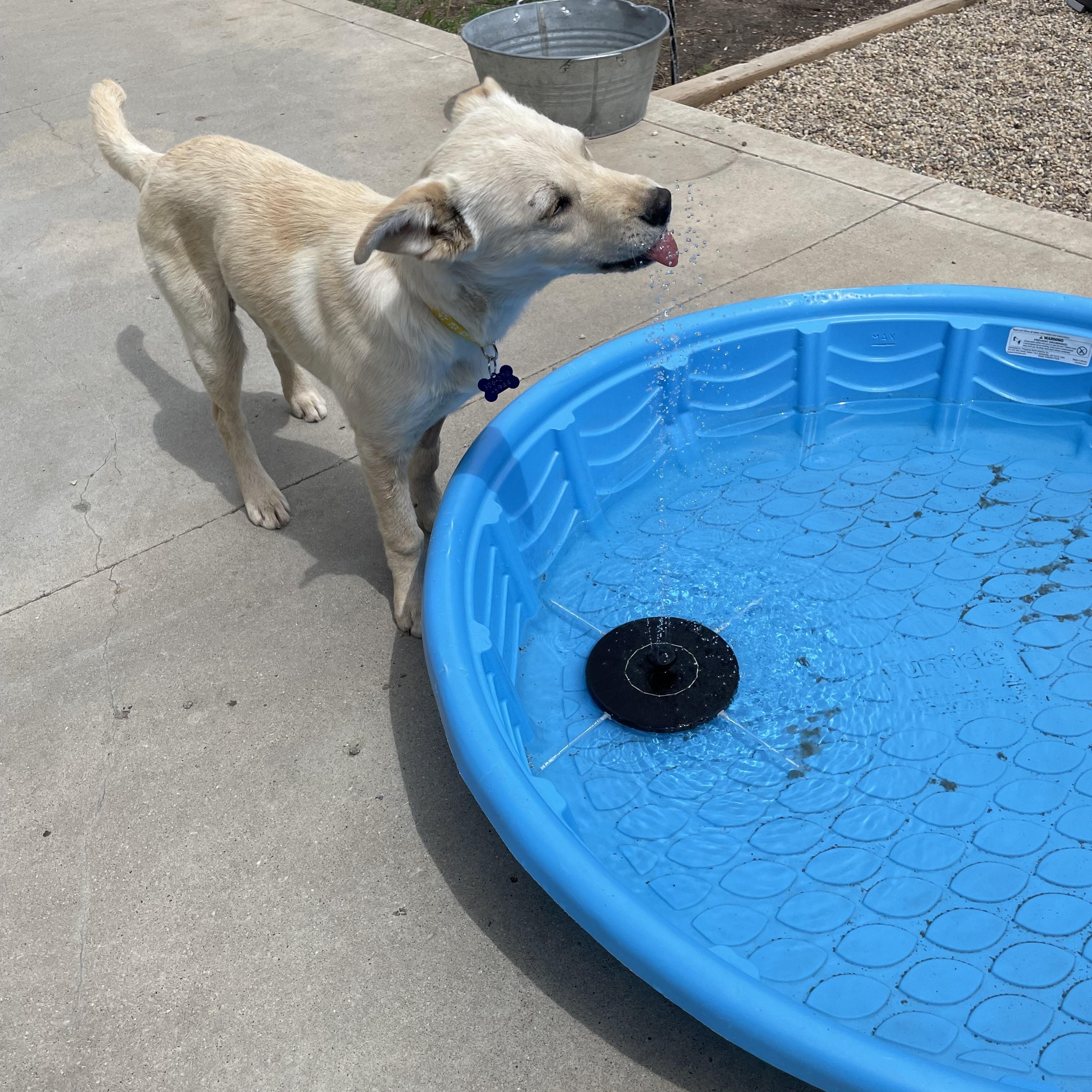 Enlarge Lacey, a ADOPTABLE mixed breed in Saskatoon, SK image 4/6