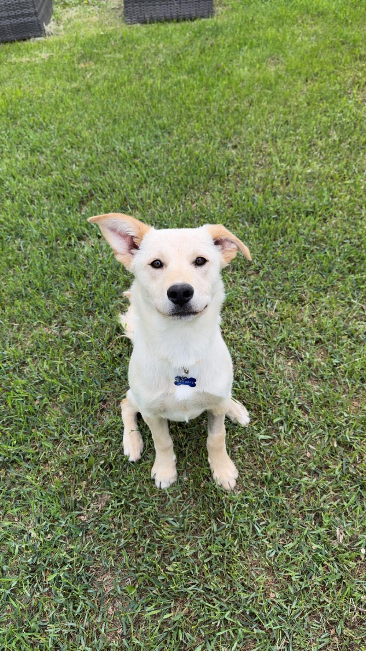 Enlarge Lacey, a ADOPTABLE mixed breed in Saskatoon, SK image 1/6