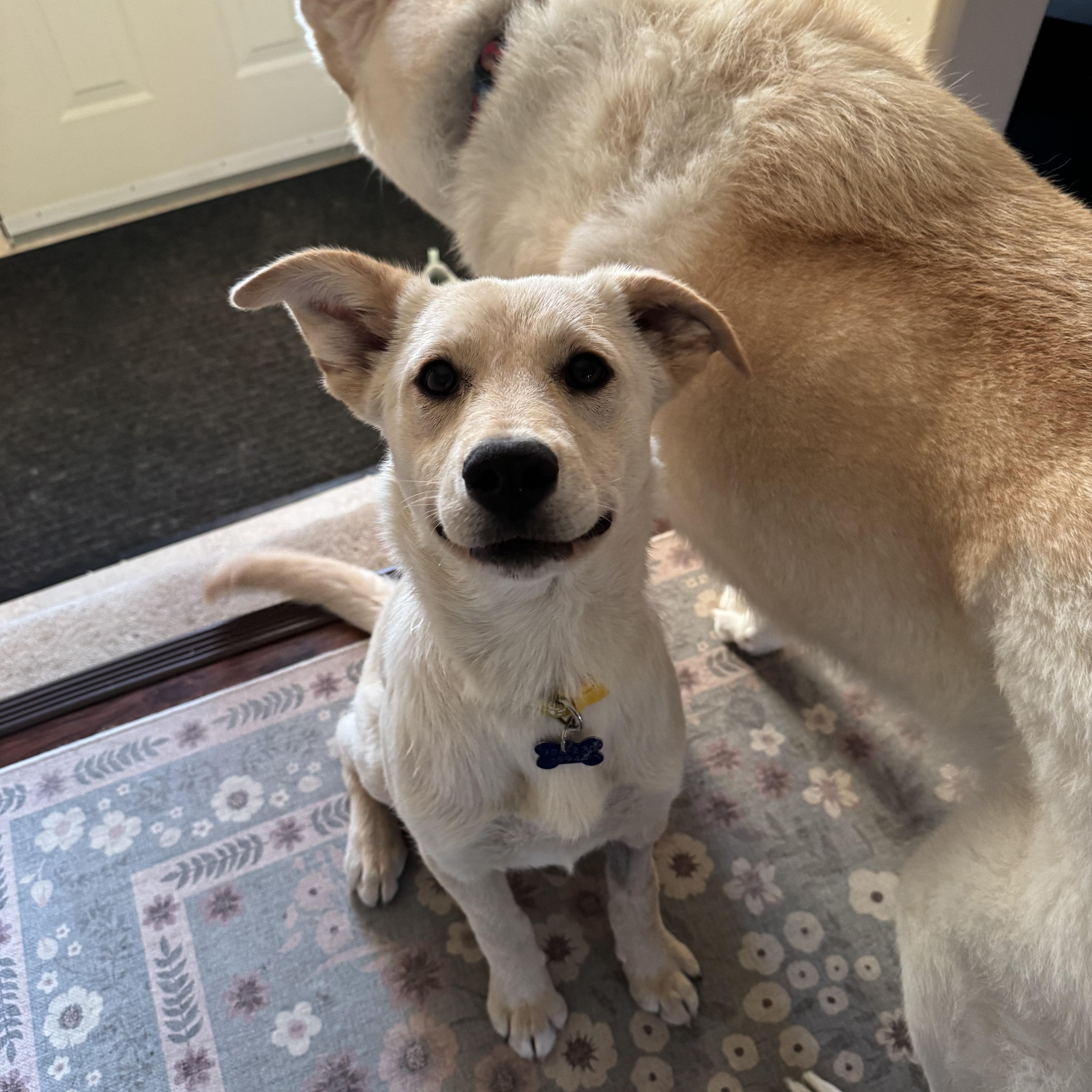 Enlarge Lacey, a ADOPTABLE mixed breed in Saskatoon, SK image 2/6