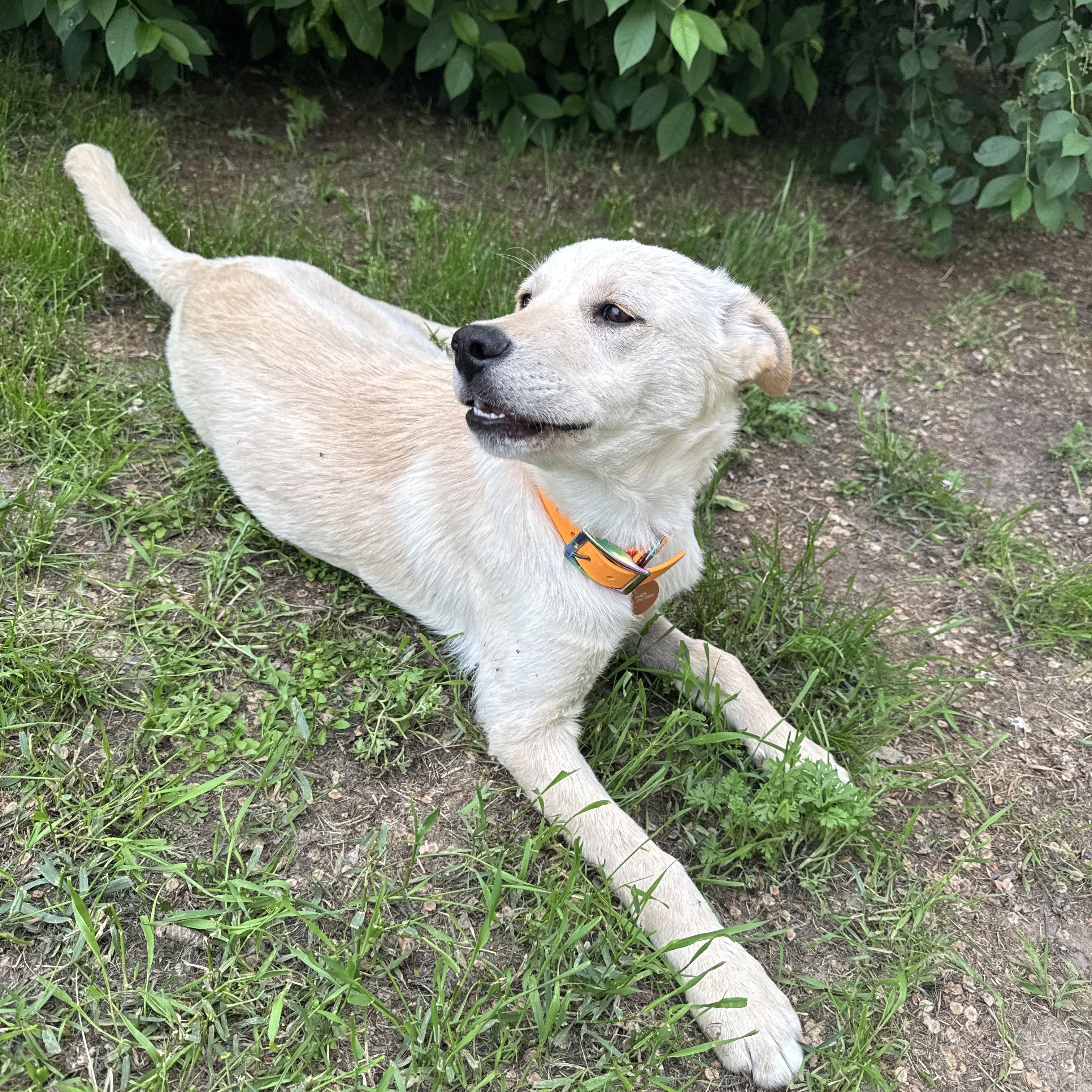 Lacey, an adopted mixed breed in Saskatoon, SK image 6/6