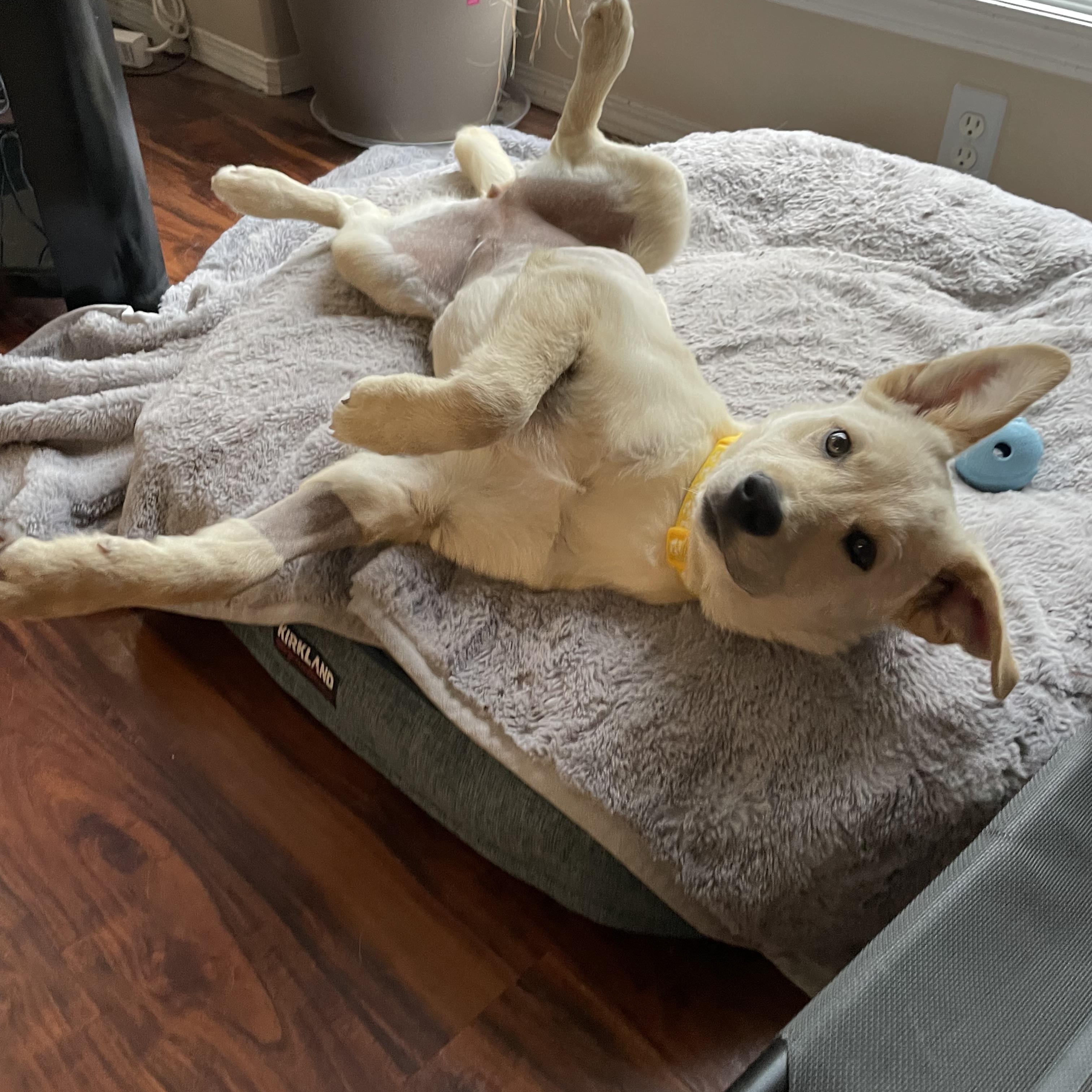 Enlarge Lacey, a ADOPTABLE mixed breed in Saskatoon, SK image 6/6