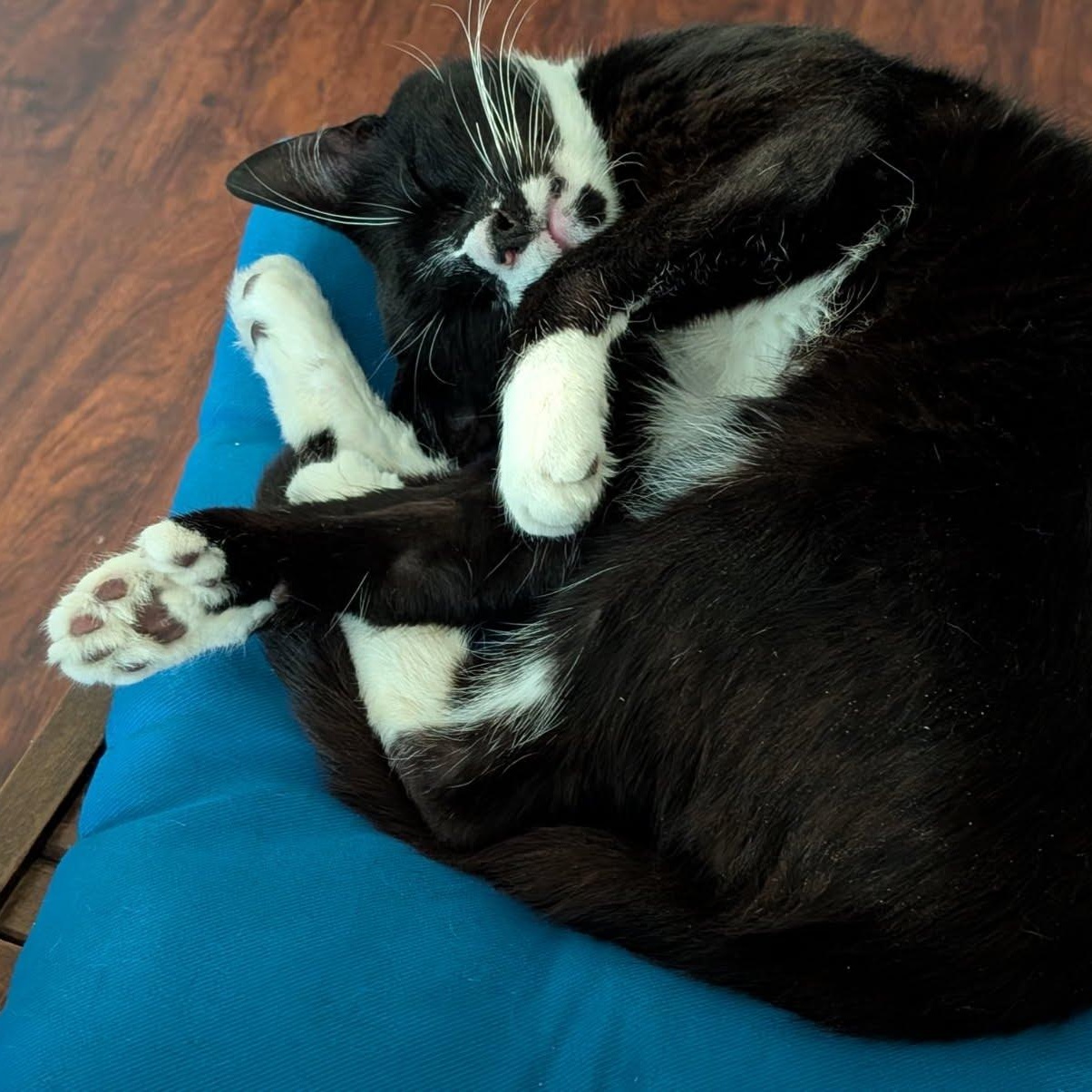 Enlarge Licorice, a ADOPTABLE Tuxedo in Oswego, NY image 3/4