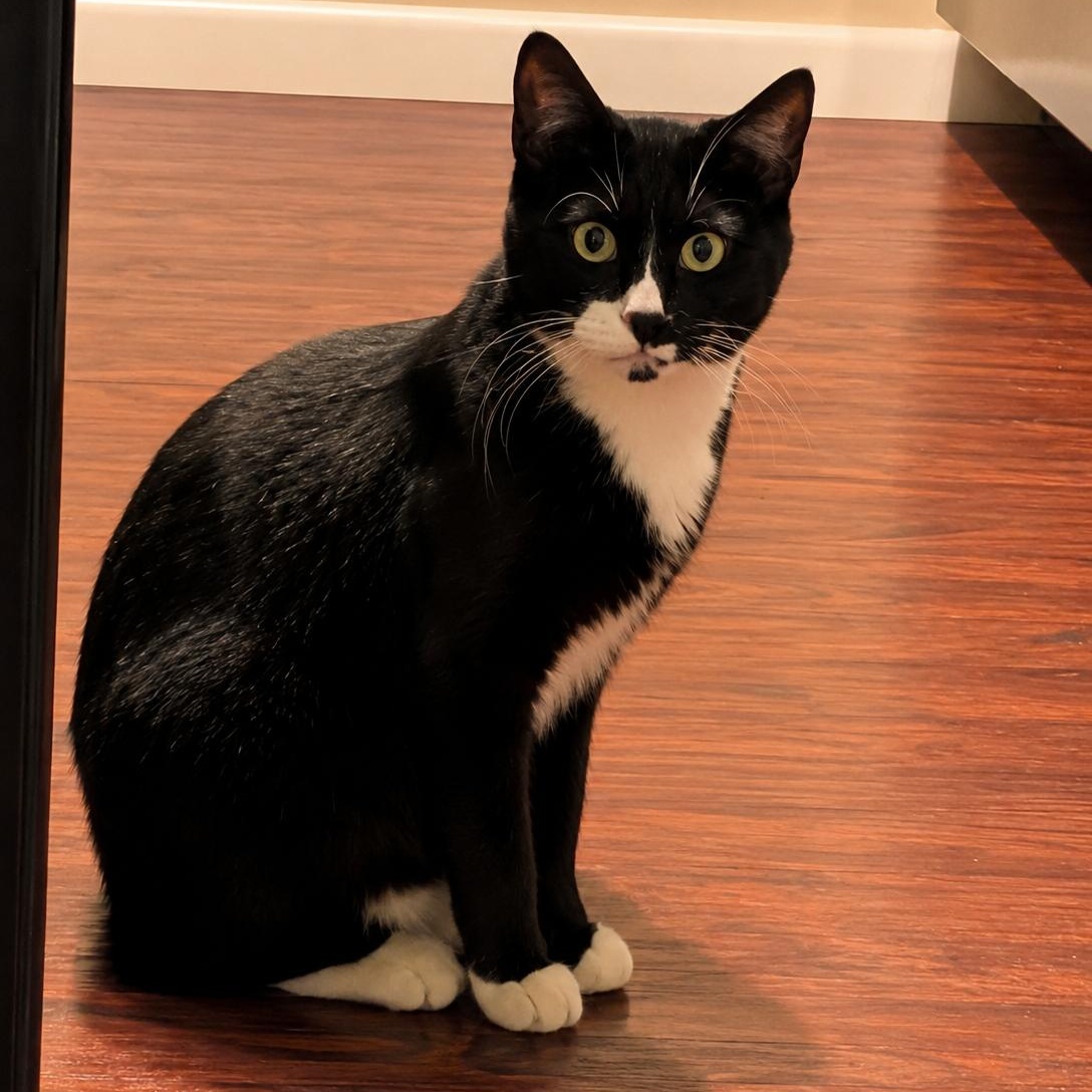 Licorice, ADOPTABLE, Young Male Tuxedo.