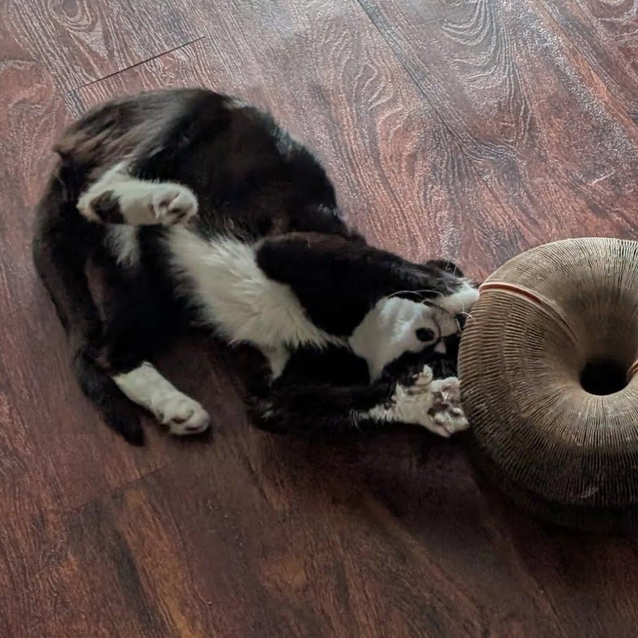 Enlarge Licorice, a ADOPTABLE Tuxedo in Oswego, NY image 2/4