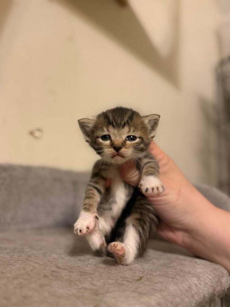 Enlarge Dad Joke -April Fool Kitten -(E2), a Adoptable mixed breed in Clarksville, TN image 1/6