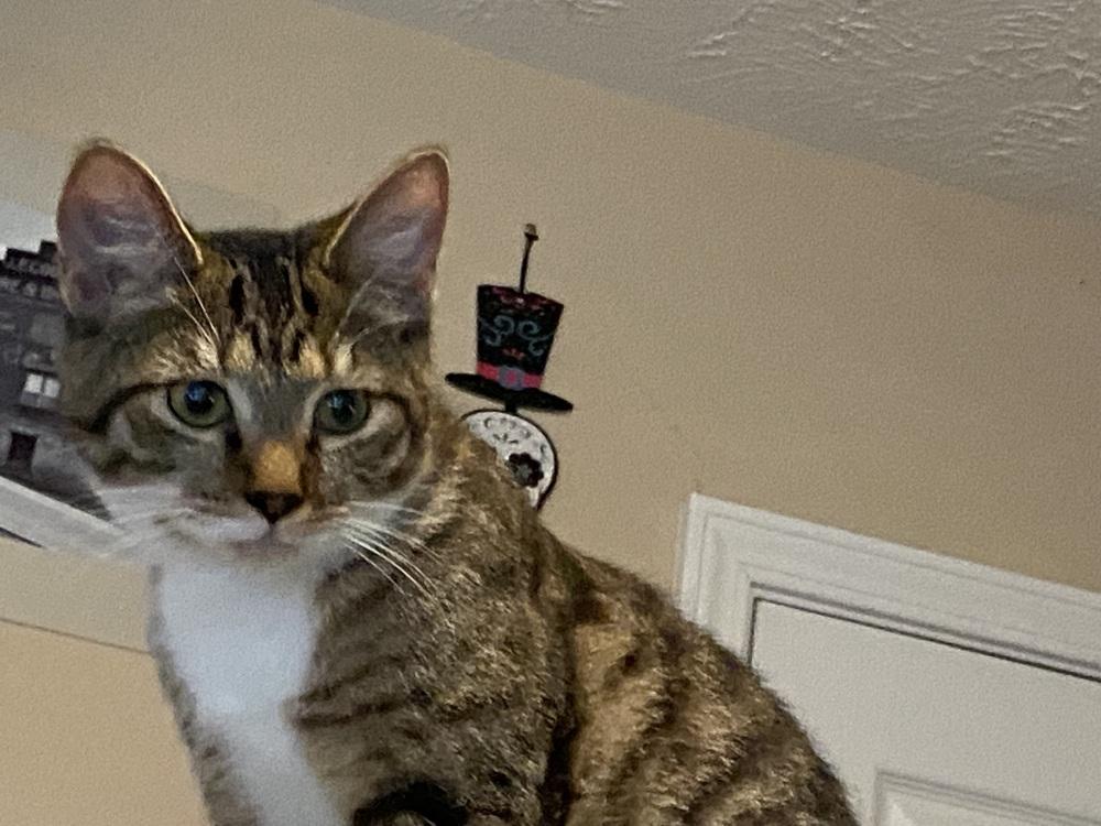 Enlarge Dad Joke -April Fool Kitten -(E2), a Adoptable mixed breed in Clarksville, TN image 2/6