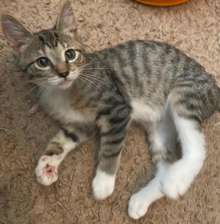 Enlarge Dad Joke -April Fool Kitten -(E2), a Adoptable mixed breed in Clarksville, TN image 3/6