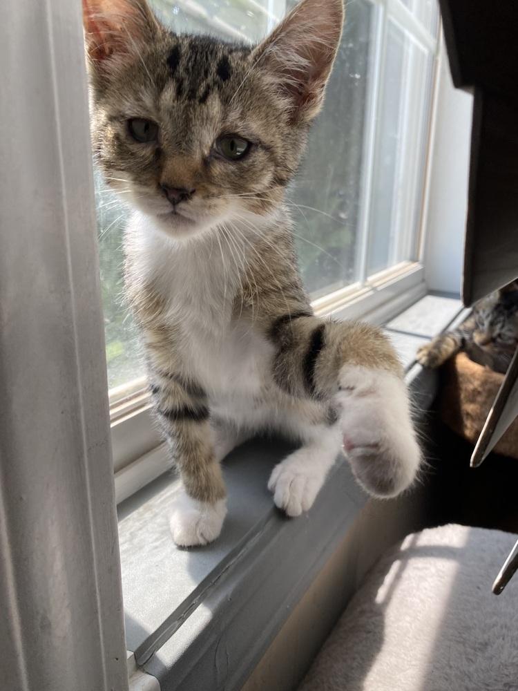 Enlarge Dad Joke -April Fool Kitten -(E2), a Adoptable mixed breed in Clarksville, TN image 5/6