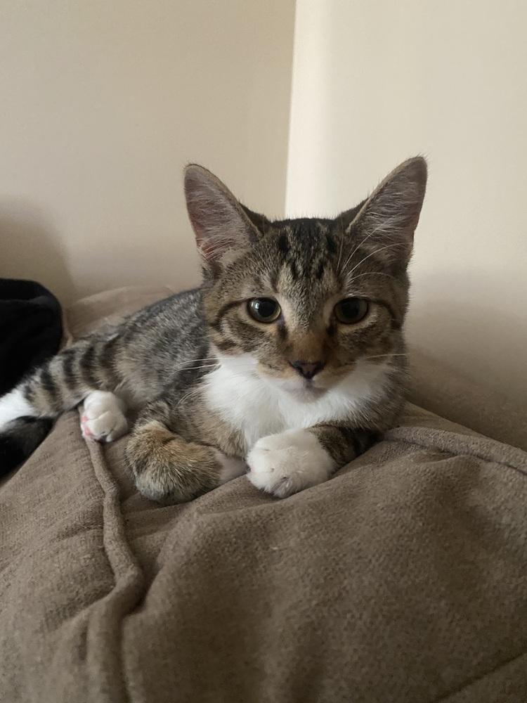 Enlarge Dad Joke -April Fool Kitten -(E2), a Adoptable mixed breed in Clarksville, TN image 6/6