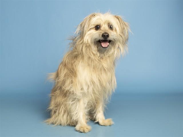 COOPER, Adoptable, Adult Male Cairn Terrier & Mixed Breed.