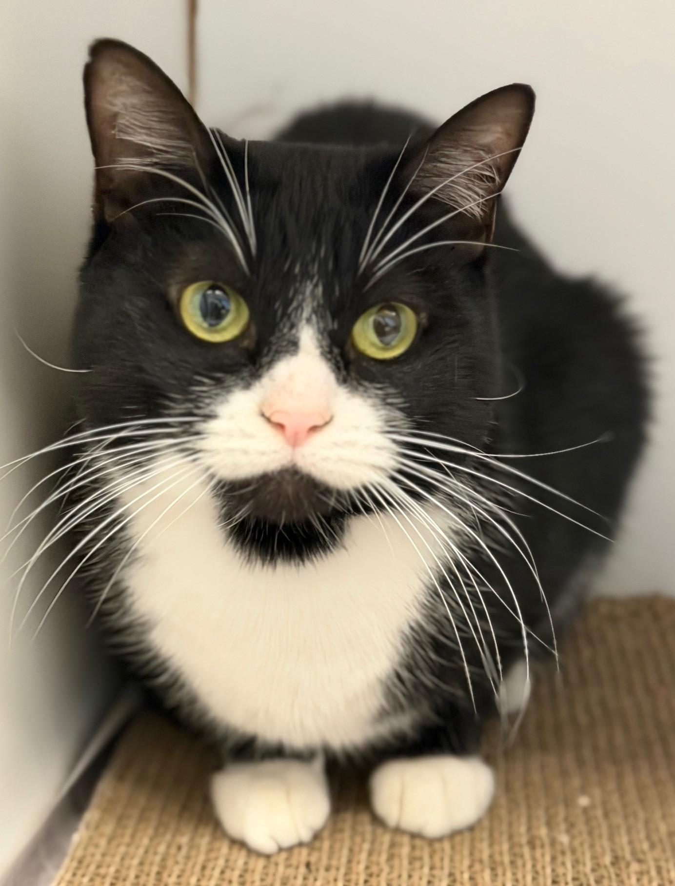 Wrapping Paper, adopted, Adult Female Domestic Short Hair.