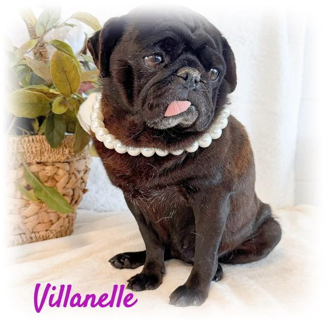 Enlarge Villanelle, a ADOPTABLE Pug in Tulsa, OK image 3/5