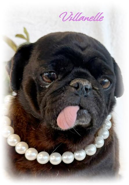 Enlarge Villanelle, a ADOPTABLE Pug in Tulsa, OK image 4/5