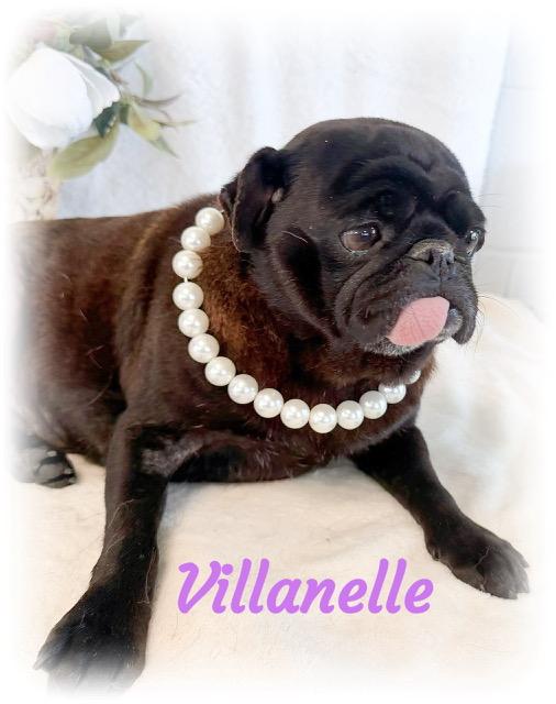 Enlarge Villanelle, a ADOPTABLE Pug in Tulsa, OK image 5/5