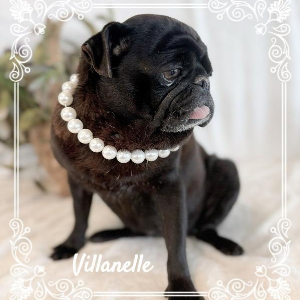 Villanelle, ADOPTABLE, Adult Female Pug.