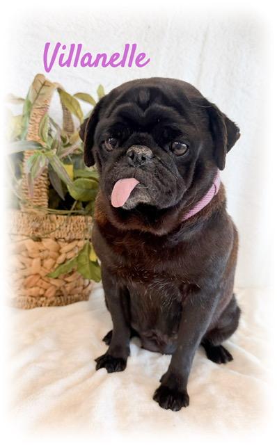 Enlarge Villanelle, a ADOPTABLE Pug in Tulsa, OK image 2/5